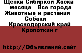 Щенки Сибиркой Хаски 2 месяца - Все города Животные и растения » Собаки   . Краснодарский край,Кропоткин г.